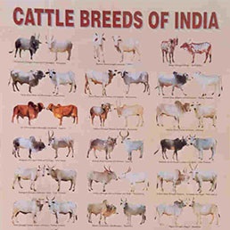Breed Calendars - ICAR- National Bureau of Animal Genetic Resources