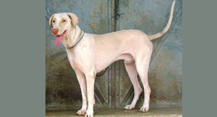 Rajapalayam dog