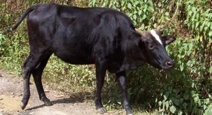 Thutho Cattle - ICAR- National Bureau of Animal Genetic Resources