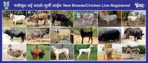 nw breed post 1