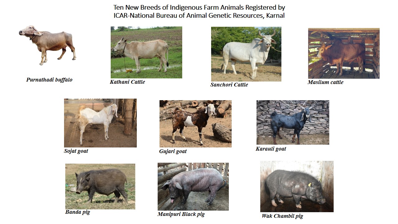 Ten New Breeds of Indigenous Farm Animals Registered by ICAR-National  Bureau of Animal Genetic Resources, Karnal - ICAR- National Bureau of Animal  Genetic Resources