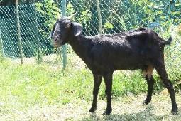 AndamaniGoat