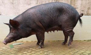 AndamaniPig